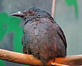 Asian Fairy Bluebird Irena puella Female