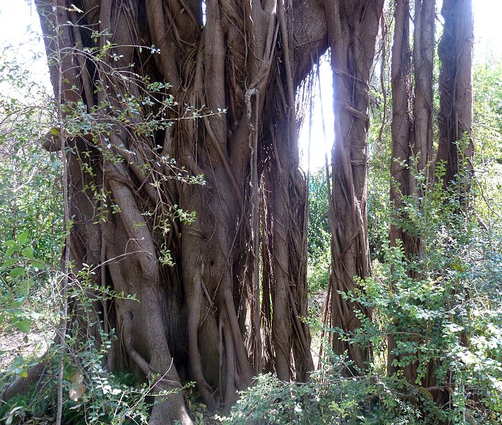 File:Ficus natalensis, lugwortels, Manie van der Schijff BT, a.jpg