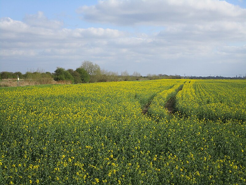 File:Field of oilseed rape near Broughton Bridge - geograph.org.uk - 6116269.jpg