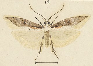 <i>Kiwaia heterospora</i> Species of moth