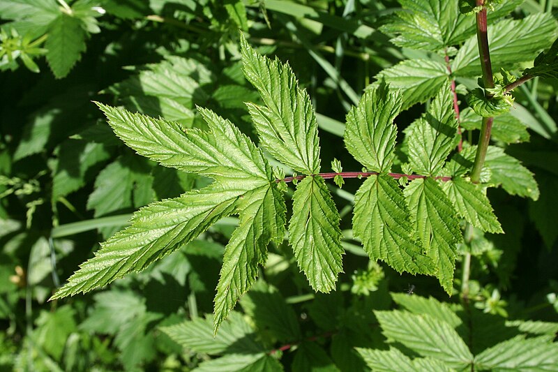 File:Filipendula ulmaria - img 25732.jpg