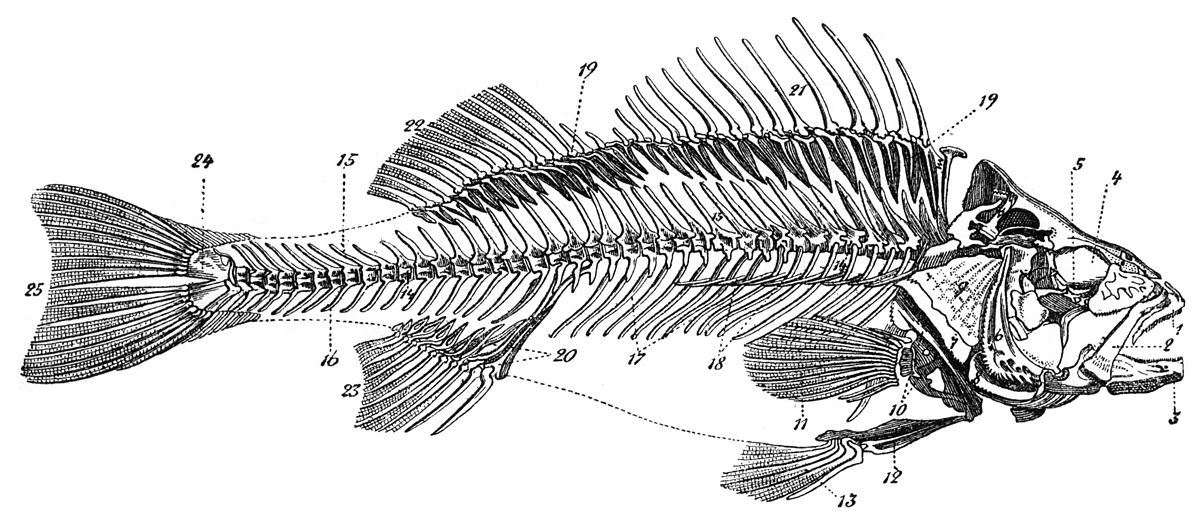 Скелет рыб 7 класс. Скелет костистой рыбы. Осевой скелет костных рыб. Скелет костистой рыбы окуня. Строение скелета костистой рыбы.