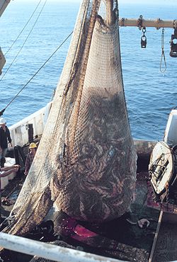 Liikakalastus: Liikakalastuksen ongelmia, Kalakantojen tilanne, Ratkaisukeinoja