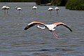 Camargue, France