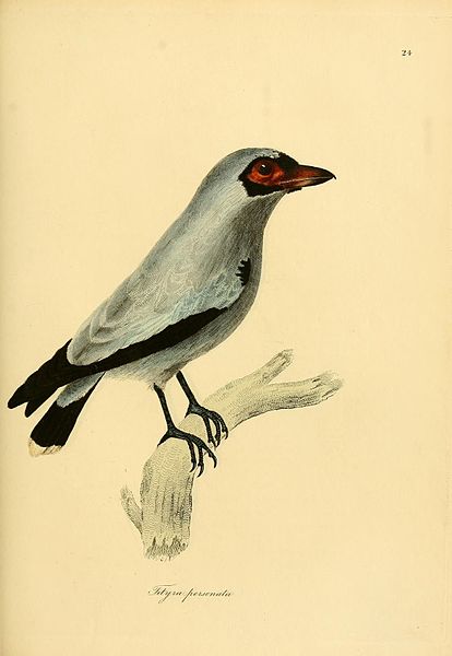 File:Flickr - BioDivLibrary - n162 w1150 (1).jpg