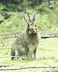 Flickr - Oregon Department of Fish & Wildlife - snowshoe hare kehitam-hitaman odfw crop.jpg