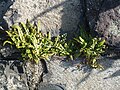 Asplenium trichomanes