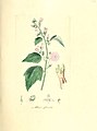 Flora medica, oder, Abbildung der wichtigsten officinellen Pflanzen (Pl. 131) (6031999419).jpg