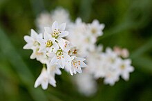 Flowers Flower, Nothoscordum gracile - Flickr - nekonomania.jpg