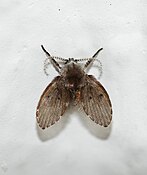 Clogmia albipunctatus (Psychodinae)