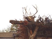 Fort McDowell Yavapai Nation-Yavapai resting structure reindeer head.jpg