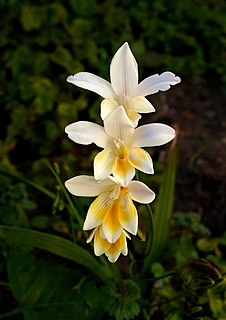 <i>Freesia alba</i> Species of flowering plant