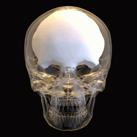 Frontal bone - animation 02.gif