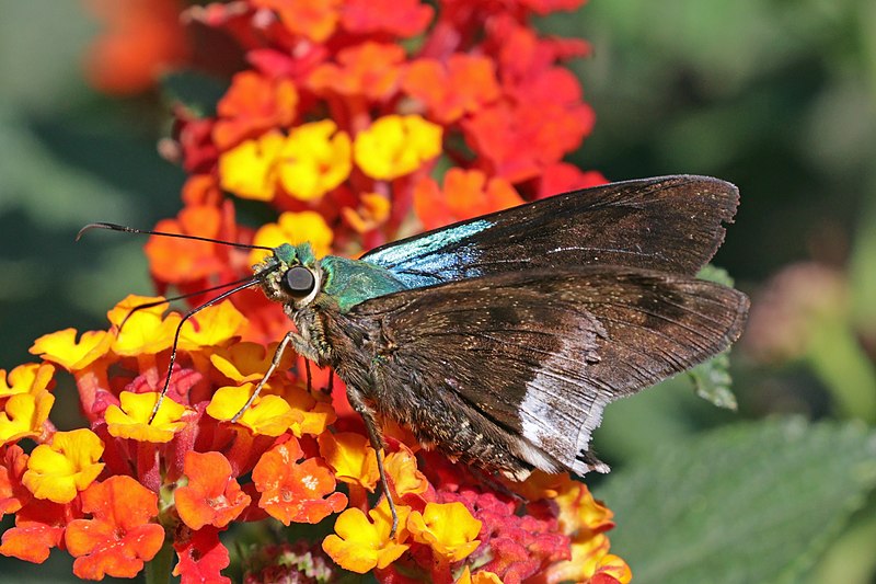 File:Frosted flasher (Astraptes alardus latia).jpg