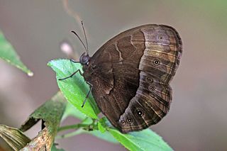 <i>Bicyclus funebris</i> Species of butterfly