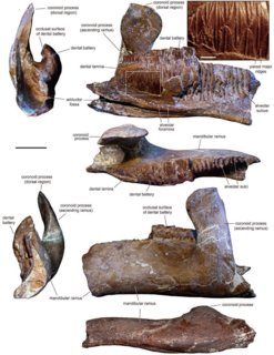 <i>Fylax</i> Genus of hadrosauroid dinosaur from the Late Cretaceous period