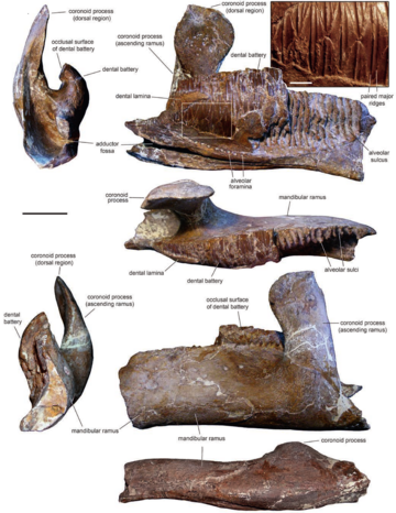 Fylax thyrakolasus