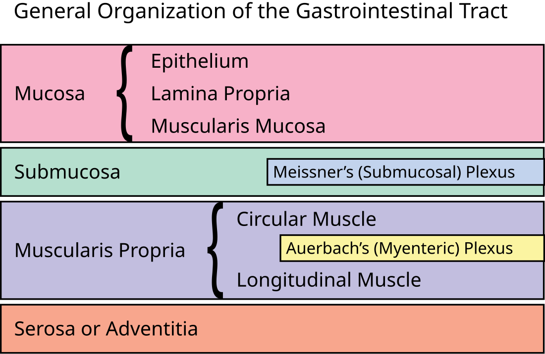 Enteric nervous system