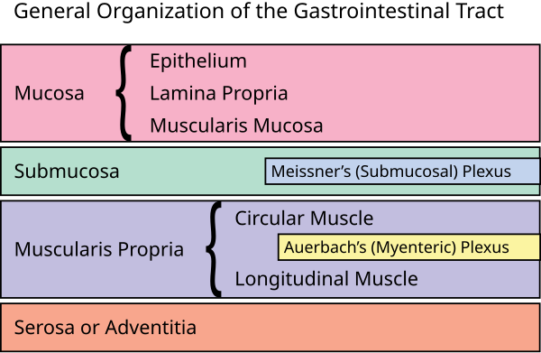 The organization of the lining of the gastrointestinal system. GI Organization.svg