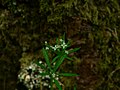 Galium aparine