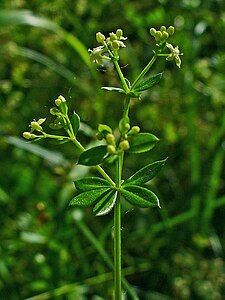 Galium mollugo Fruits