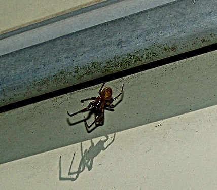 Shadow of a garden spider