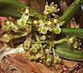 Gastrochilus platycalcaratus