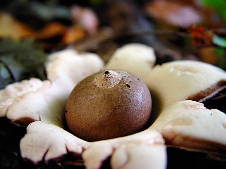 Geastrum