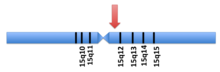The chromosomal location of UBE3A/UBE3A-ATS on human chromosome 15 Generegion.png