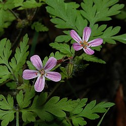 Geranium robertianum