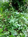 Geum urbanum (ru:Гравилат городской) (en:Wood avens, herb Bennet, colewort or St. Benedict's herb) (de:Echte Nelkenwurz) (lv:Pilsētas bitene)