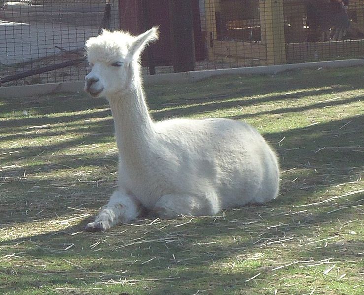 File:Gfp-alpaca-2.jpg