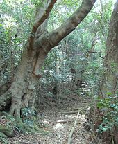 Cunonia Capensis