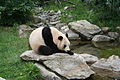 Giant panda at Vienna Zoo.jpg