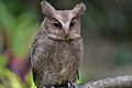 Giant scops owl juvenile (9105615728).jpg