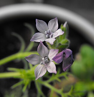 <i>Gilia nevinii</i> Species of flowering plant