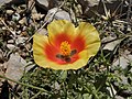 Mountain horned poppy (Glaucium oxylobum)