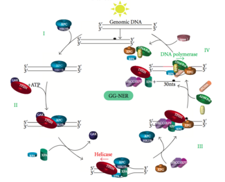 Nucleotide Excision Repair Wikipedia