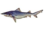 Thumbnail for Northern river shark