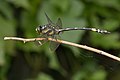 * Nomination Gomphidia kodaguensis, male --Jkadavoor 14:13, 30 July 2016 (UTC) * Promotion  Support good quality, though deserve a bit more of contrast IMO --Christian Ferrer 18:02, 30 July 2016 (UTC)