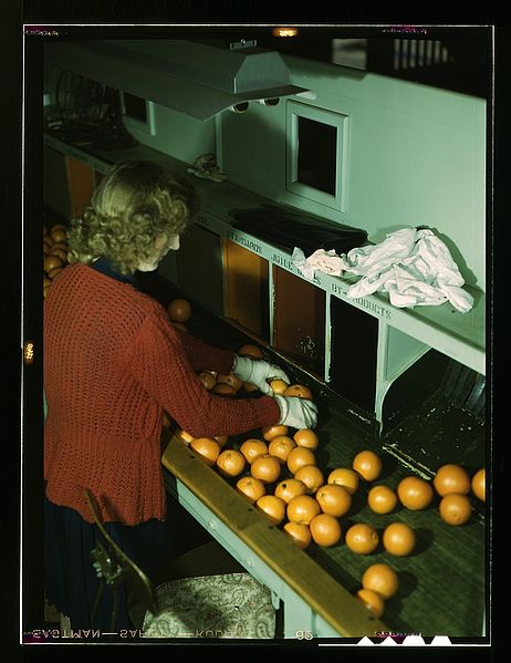 File:Grading oranges at a co-op orange packing plant, Redlands1a34766v.jpg