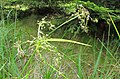 Čeština: Tráva v přírodním parku Třemšín nedaleko Hutí pod Třemšínem, okres Příbram - ČR English: Grass in Nature park Třemšín, Příbram District in Czech Republic