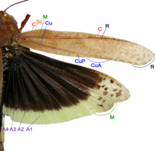 modern grasshopper wings with the major veins labeled Grasshopper wing structure.png