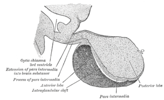 Anterior pituitary Anterior lobe of the pituitary gland