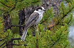 Thumbnail for File:Gray Jay (14562189956).jpg