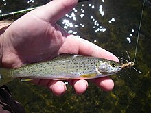 Montana Arctic Grayling - Flylords Mag