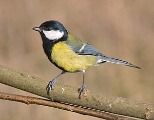 Tualagbitjer (Parus major), at wiiftje LC - least concern (ei trüüwet)