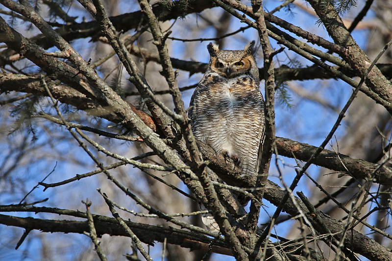 File:Great-horned owl at Minnesota Valley National Wildlife Refuge (31620203495).jpg