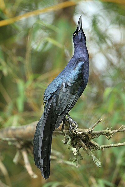 File:Great-tailed Grackle 2.jpg