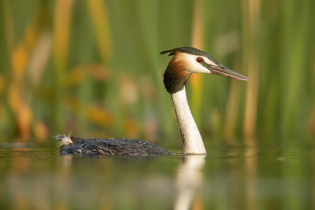  Great Crested Grebe 1 - Penrith 